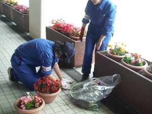 今年も萩・石見空港を飾るプランター鉢花づくりをしました